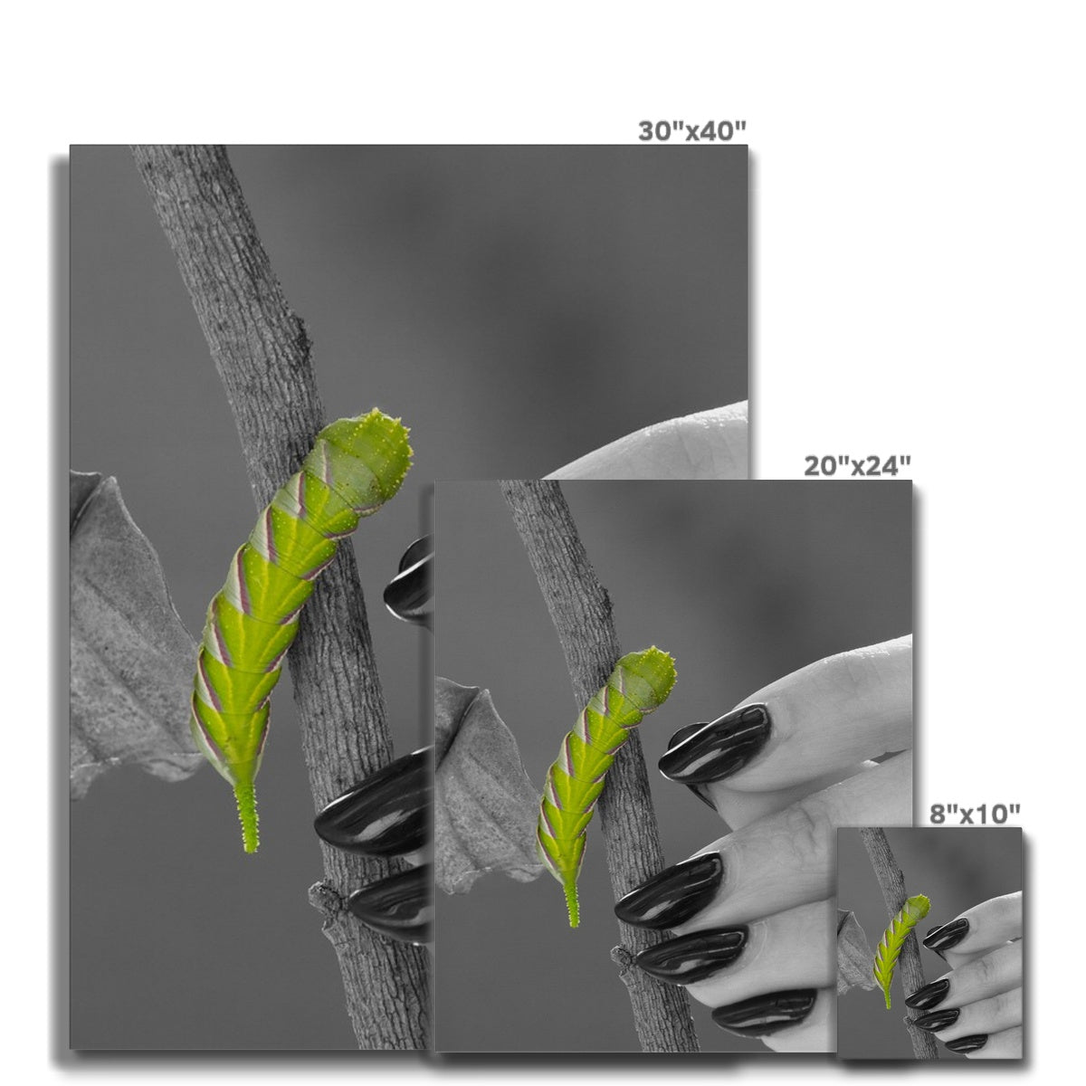 Squeaks Canvas