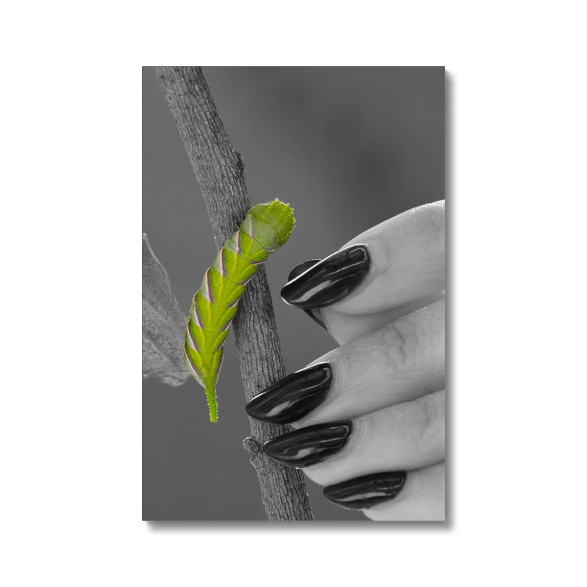 Squeaks Eco Canvas
