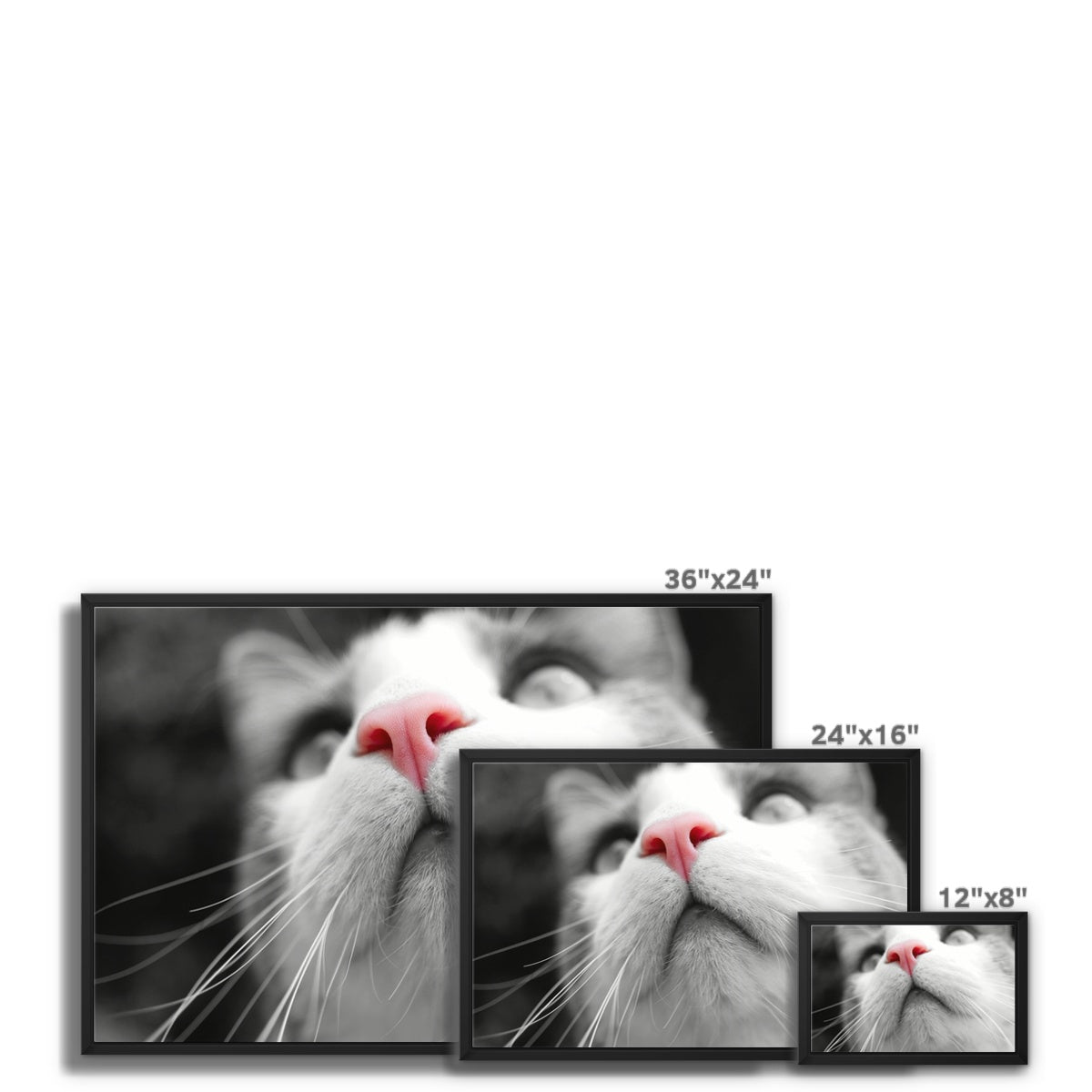 Pink Noses Framed Canvas
