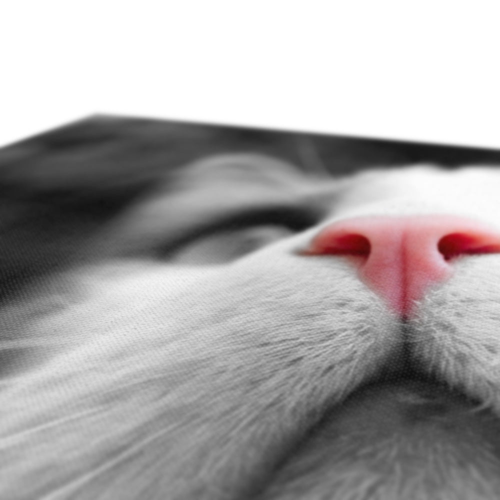 Pink Noses Canvas