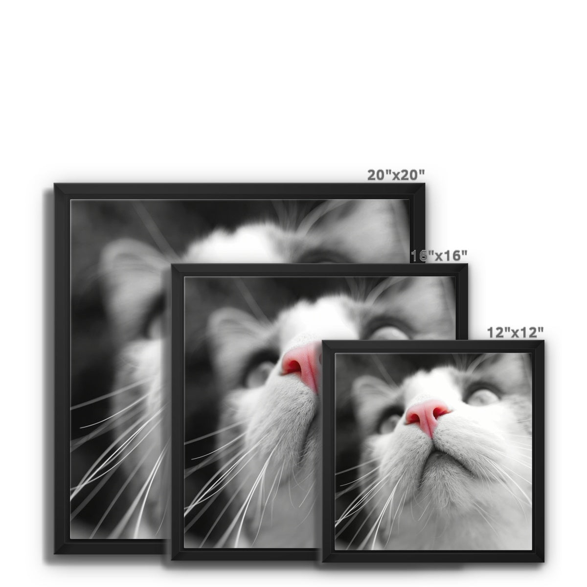Pink Noses Framed Canvas