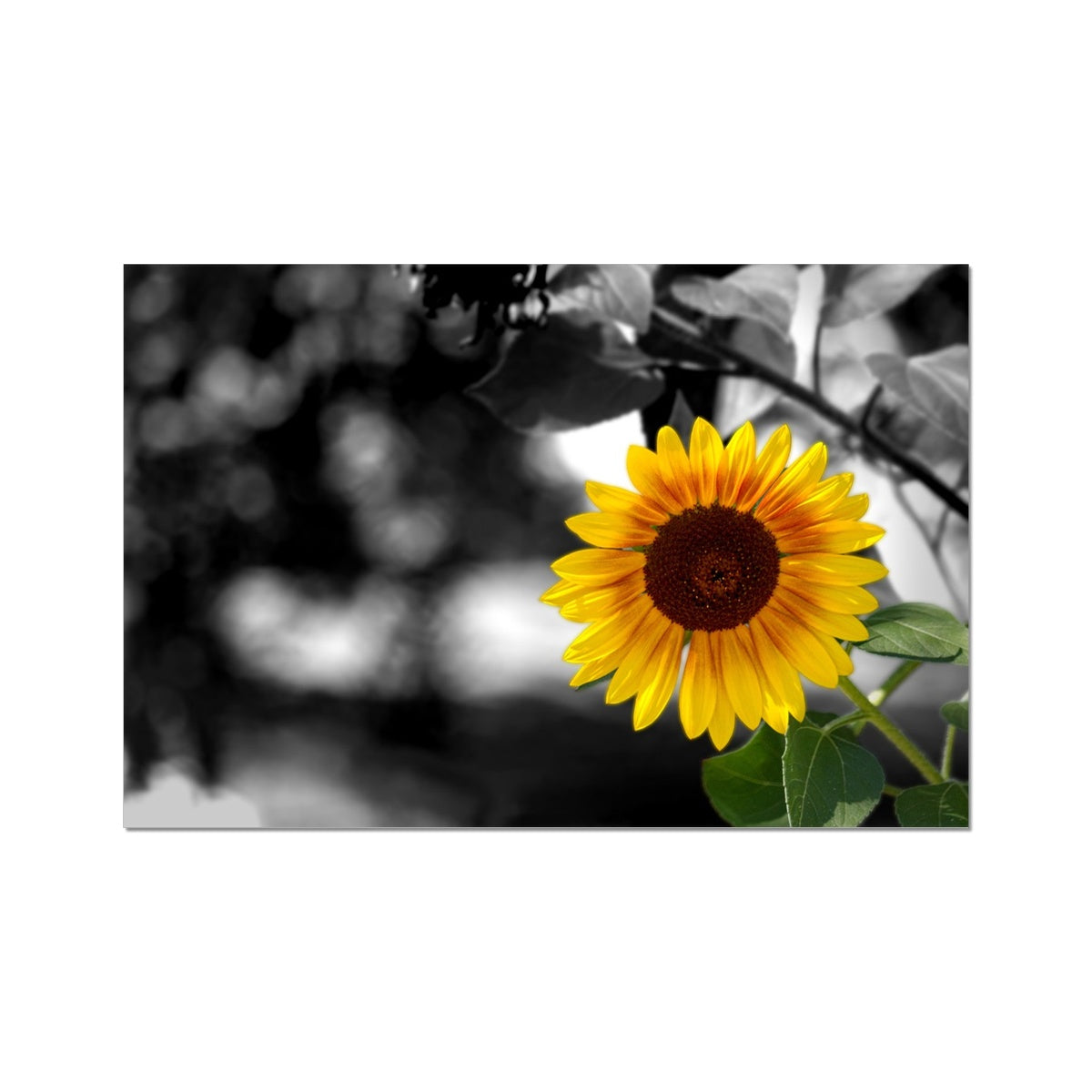 Sunflower Alone Rolled Canvas