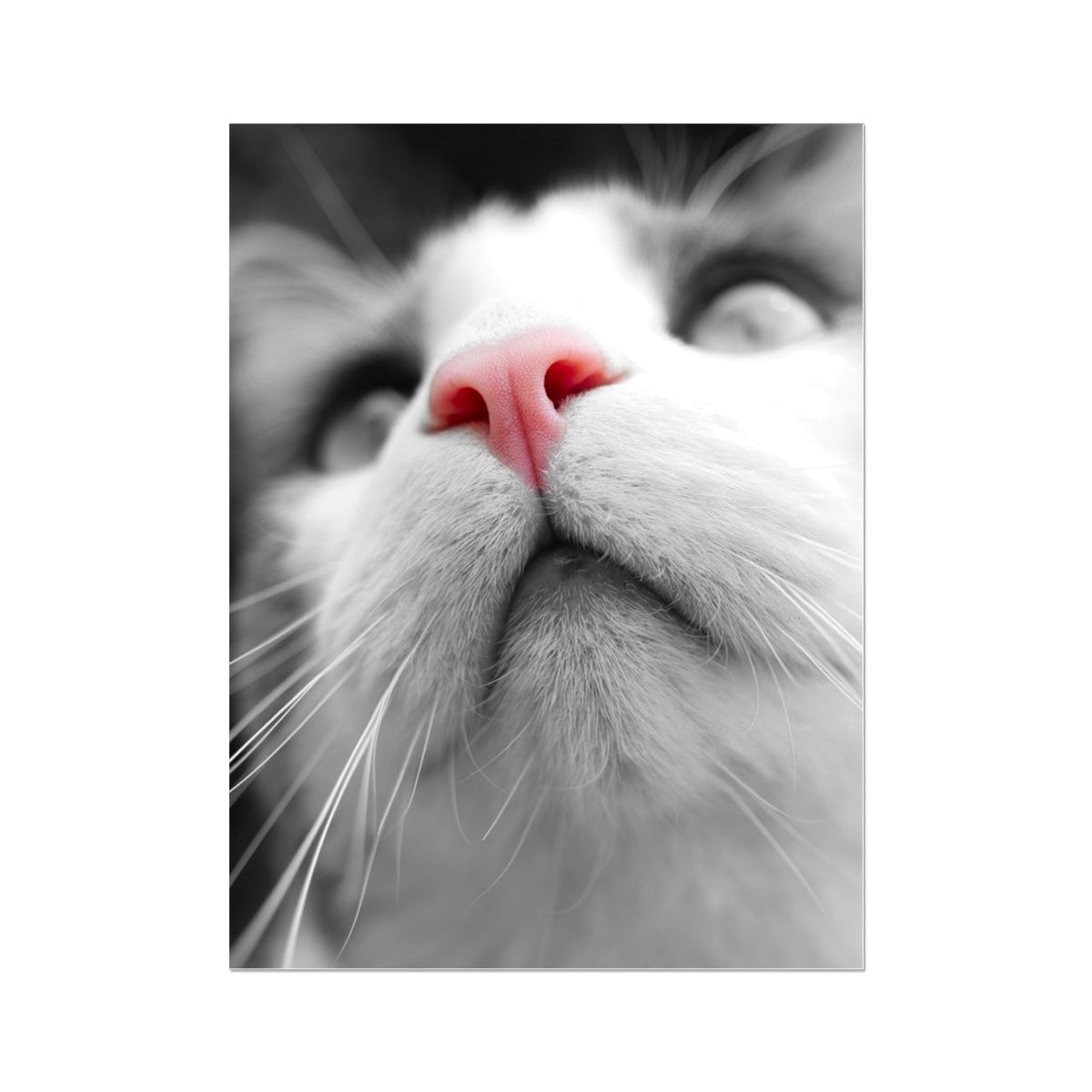 Pink Noses Wall Art Poster