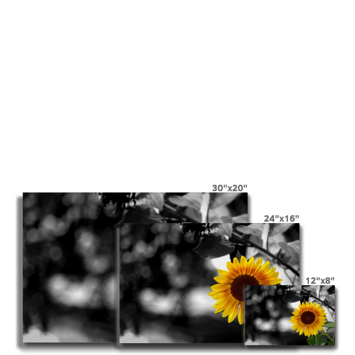 Sunflower Alone Eco Canvas